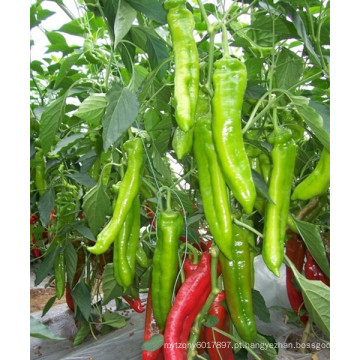 HP05 Sixian verde F1 híbrido pimenta / pimenta sementes em sementes de hortaliças